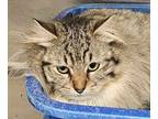 Adopt Madison a Tan or Fawn Domestic Longhair / Domestic Shorthair / Mixed cat