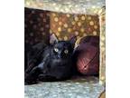 Adopt Avalon aka Avy' a All Black Bombay (short coat) cat in Hollywood