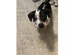 Adopt Moe a Black - with White Mutt / Mixed dog in Clemmons, NC (40383121)