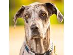 Adopt Dakota a Great Dane / Mixed dog in Vail, AZ (41088706)
