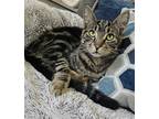 Adopt Weis a Brown Tabby Domestic Shorthair / Mixed (short coat) cat in Hanover