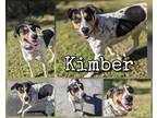 Adopt Kimber a Brown/Chocolate Hound (Unknown Type) / Mixed dog in Greenville