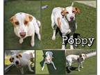 Adopt Poppy a Brown/Chocolate Hound (Unknown Type) / Mixed dog in Greenville