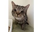 Adopt Boo a Domestic Shorthair / Mixed (short coat) cat in POMONA, NY (41088478)