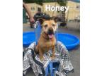 Adopt Honey a American Pit Bull Terrier / Mixed dog in POMONA, NY (41088343)