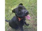 Adopt Tyesha - IN FOSTER a Black Mixed Breed (Large) / Mixed dog in Chamblee