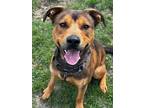 Adopt REX a Shepherd (Unknown Type) / Mixed dog in Sandusky, OH (41014230)