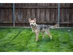 Adopt Zola a German Shepherd Dog / Mixed dog in Highland Village, TX (40776261)