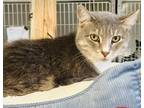 Adopt Heaven a Domestic Shorthair / Mixed (short coat) cat in Crystal Lake