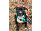 Adopt Baby (In-Foster) a American Pit Bull Terrier / Mixed dog in Vineland