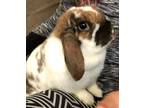 Adopt Minnie Mocha a Lop, Holland / Mixed (short coat) rabbit in Scotts Valley