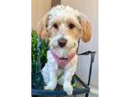 Adopt Mixie-goes with Benzy a Poodle (Standard) / Terrier (Unknown Type