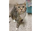 Adopt Sammy a Domestic Shorthair / Mixed (short coat) cat in Fremont