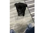 Adopt Fanta a Black - with White German Shepherd Dog dog in oklahoma city