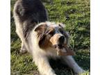 Adopt Cooper a Australian Shepherd / Mixed dog in Aurora, IN (39700111)
