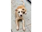 Adopt Luisa a White Labrador Retriever / Mixed Breed (Medium) dog in Phoenix