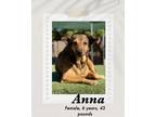 Adopt Anna a Brown/Chocolate German Shepherd Dog / German Pinscher dog in