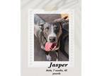 Adopt Jasper a Black - with White Pit Bull Terrier / Boxer dog in Lukeville