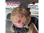 Adopt Rolo (Courtesy Post) a Brown/Chocolate Pit Bull Terrier / Mixed dog in