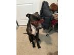 Adopt OCYRUS a Black - with White Pit Bull Terrier / Mixed dog in Woodland