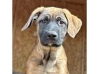 Adopt Stella a English Mastiff dog in Vail, AZ (40441914)