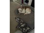 Adopt MICKEY a White - with Tan, Yellow or Fawn Siberian Husky / Mixed dog in