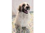 Adopt Treble a Anatolian Shepherd / Great Pyrenees / Mixed dog in Ocala