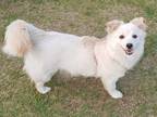 Adopt Mango(I) a White - with Tan, Yellow or Fawn Corgi / Spitz (Unknown Type