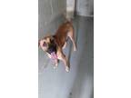 Adopt Duke a German Shepherd Dog / Boxer / Mixed dog in Henderson, KY (41087816)