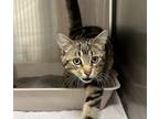 Adopt Hugo a Domestic Shorthair / Mixed (short coat) cat in Jonesboro