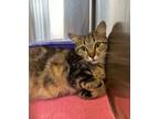 Adopt Harriet a Domestic Shorthair / Mixed (short coat) cat in Jonesboro