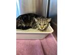 Adopt Harriet a Domestic Shorthair / Mixed (short coat) cat in Jonesboro