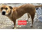 Adopt Barbie a Tan/Yellow/Fawn Boxer / Mixed dog in Virginia Beach