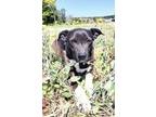 Adopt Marsha a Black - with White Terrier (Unknown Type, Medium) / Mixed dog in