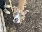 Adopt Biggie B a Tan/Yellow/Fawn Mixed Breed (Small) / Mixed Breed (Medium) /