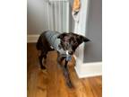 Adopt Lio a Spaniel (Unknown Type) / Dachshund / Mixed dog in Pittsburg