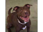 Adopt Muffin a Brown/Chocolate Mixed Breed (Medium) / Mixed dog in Dubuque