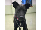 Adopt Rose aka Midnight a Black Mixed Breed (Medium) / Mixed dog in Dubuque