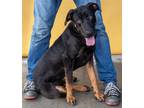 Adopt BOB a Black Rottweiler / Mixed dog in Pasadena, CA (41087588)