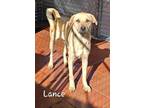 Adopt Lance a Tan/Yellow/Fawn Pug / Staffordshire Bull Terrier / Mixed dog in
