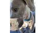 Adopt Penny a Brown/Chocolate American Pit Bull Terrier / Mixed dog in Pelzer
