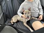 Adopt Flora a Brindle - with White Mixed Breed (Medium) / Mixed dog in Houston