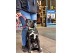 Adopt Carson a Black - with White Border Collie / Labrador Retriever / Mixed dog