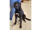 Adopt Cane a Black - with White Border Collie / Labrador Retriever / Mixed dog