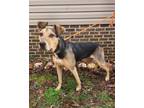 Adopt Rex a Brown/Chocolate - with Black Hound (Unknown Type) / Mixed dog in