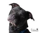 Adopt Luna Nyad a Black Mixed Breed (Large) / Mixed dog in Fairfax