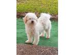 Adopt Muchkin a White - with Tan, Yellow or Fawn Poodle (Miniature) / Mixed dog