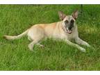 Adopt Eva a Tan/Yellow/Fawn German Shepherd Dog / Mixed dog in Loganville