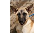 Adopt Eva a Tan/Yellow/Fawn German Shepherd Dog / Mixed dog in Loganville