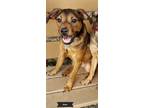 Adopt Davin a Brown/Chocolate - with Black Terrier (Unknown Type